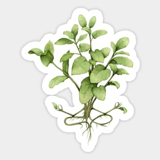 mint plant yoga Sticker